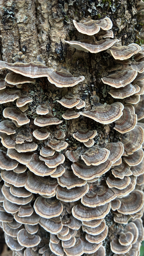 turkey-tail