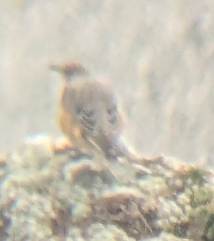Rufous-tailed Rock-Thrush