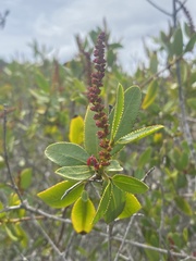 Colliguaja odorifera