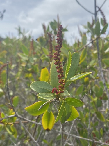 Colliguaja odorifera, photograph 2