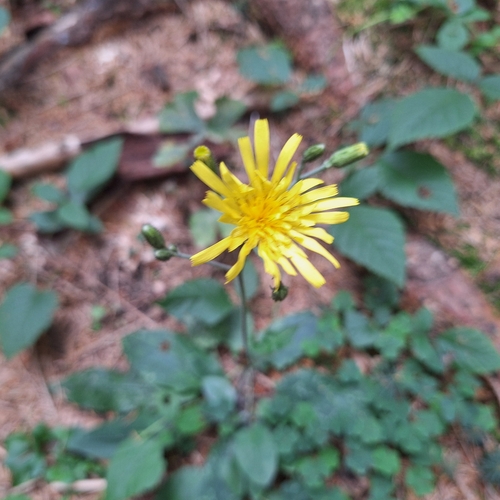 Hieracium murorum, photograph 1