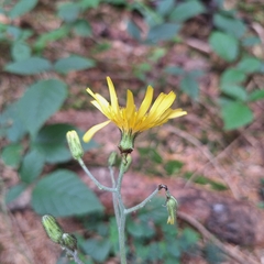 Hieracium murorum, photograph author not stated, no rights reserved