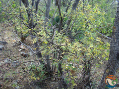 Bursera linanoe