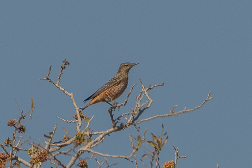 iNaturalist image