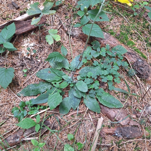 Hieracium murorum, photograph 3