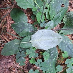 Hieracium murorum, photograph author not stated, no rights reserved