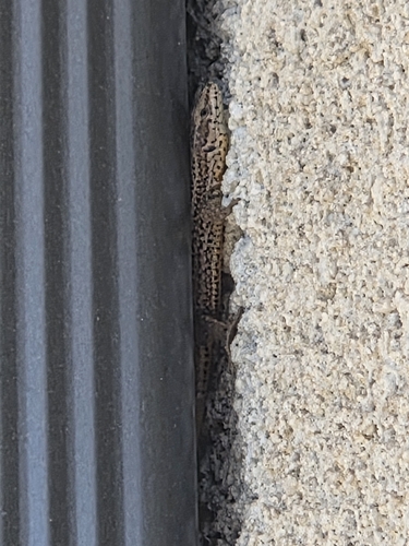 Bocage's Wall Lizard