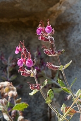 Teucrium microphyllum
