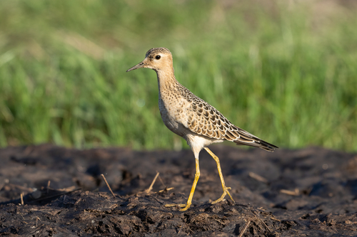 Buff-breasted Sandpiper