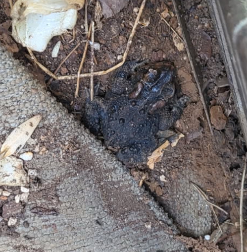 American Toad