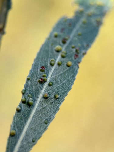 Willow Bead Gall Mite