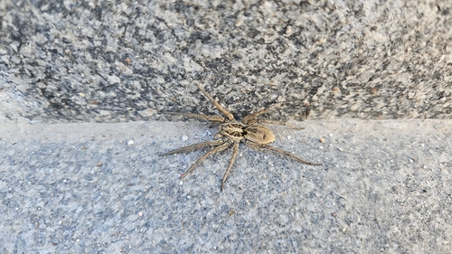 Radiated Wolf Spider