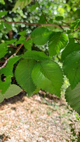 Field Elm