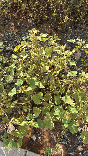 rough cocklebur