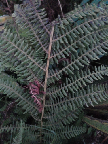 Common Lady Fern