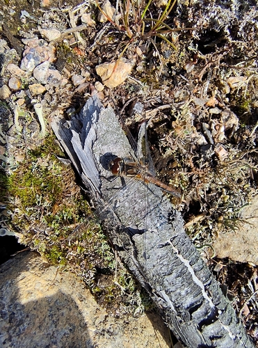 Black Meadowhawk
