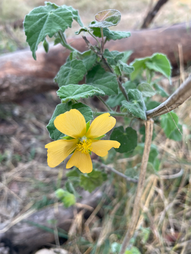 Abutilon grandiflorum, 2026-09-20