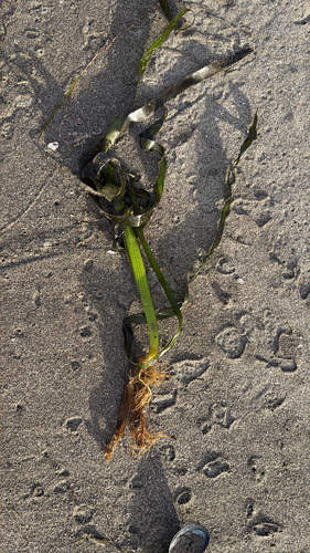 Zostera marina, photograph 3