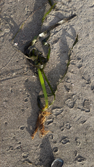 Zostera marina, photograph author not stated, no rights reserved