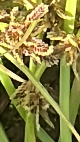 Brown Flatsedge