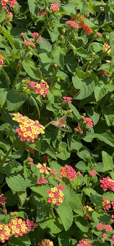 Eurasian Hummingbird Hawkmoth