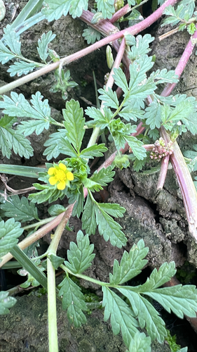 Carpet Cinquefoil