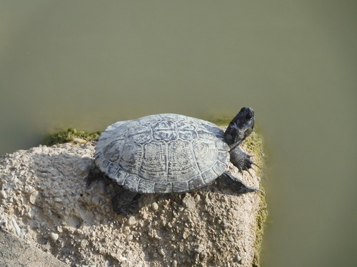 Pond Slider