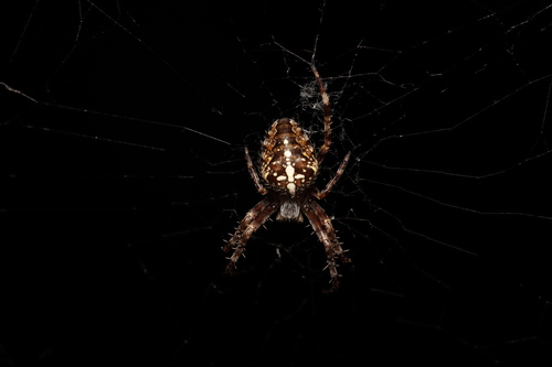 Cross Orbweaver