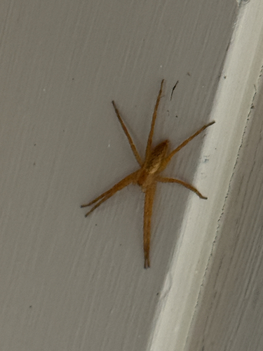 American Nursery Web Spider
