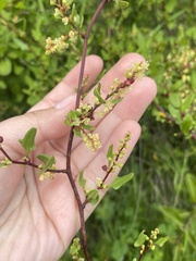 Muehlenbeckia hastulata