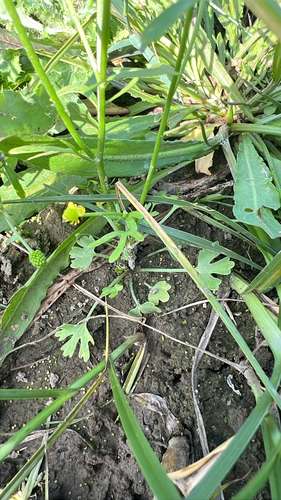 cursed crowfoot