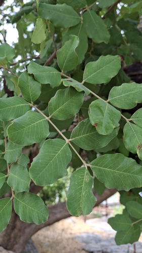 carob tree
