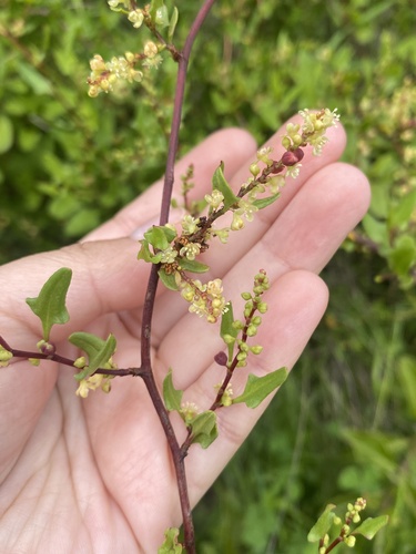 Muehlenbeckia hastulata, photograph 2