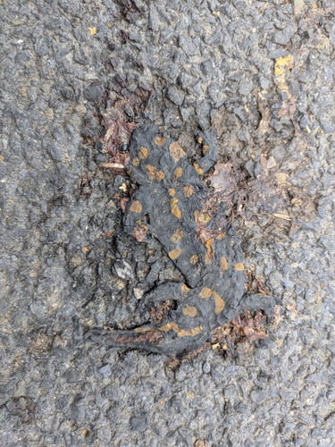 Fire Salamander