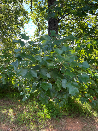 American tuliptree