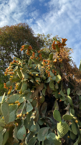 Indian fig opuntia