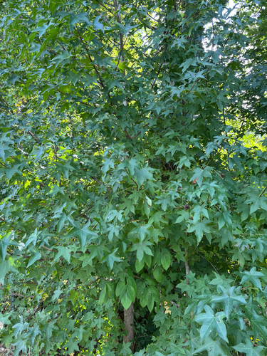American sweetgum