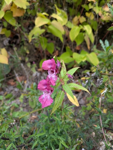 Himalayan balsam
