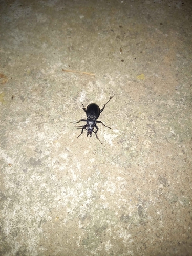 Carabus hortensis