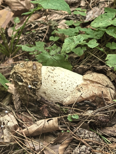 common stinkhorn