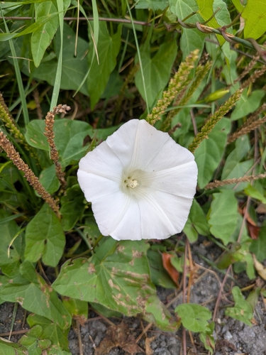 hedge bindweed