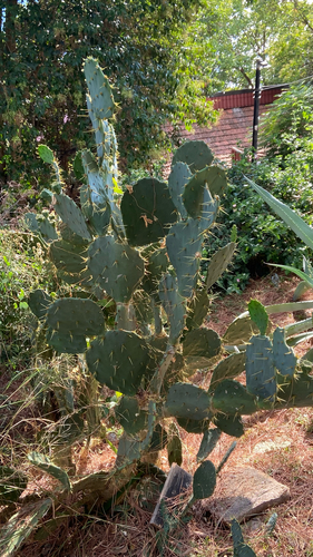Erect Pricklypear