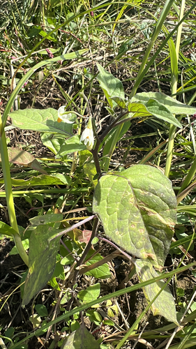 black nightshade