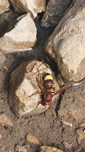 Oriental Hornet