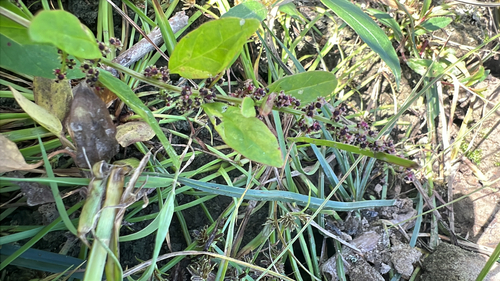 Many-seeded Goosefoot
