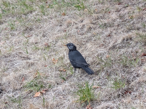 Eurasian Blackbird