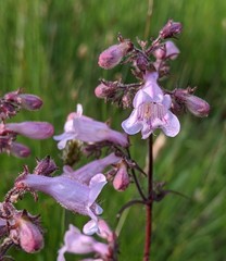 Penstemon laevigatus