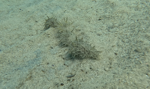Ragged Seahare