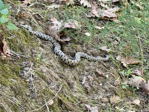 Vipera aspis francisciredi
