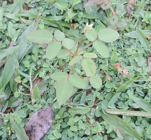 Lavender Sorrel